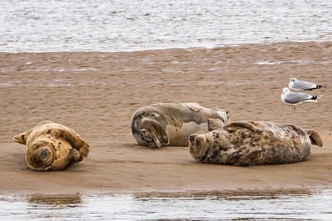 The basking Seals of Loch fleet