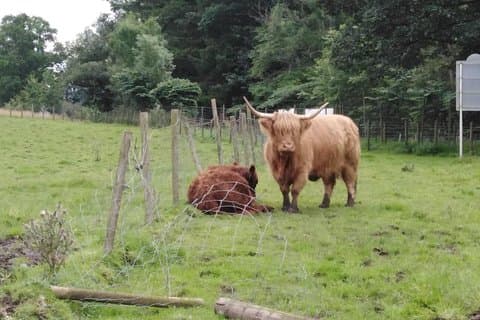 Hairy Coo's The worlds oldest pedigree animal.
