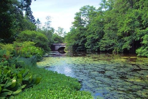 The Lake Bridge at Savill Gardens