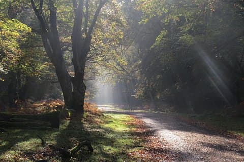 Small-group New Forest Discovery Walk from Lyndhurst