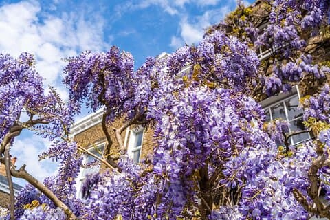 Work your way through Kensington's cobbled mews
