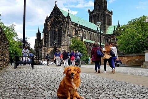 Dogs and cats welcome on the tour!