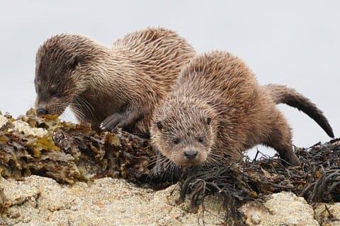 Otter Watching
