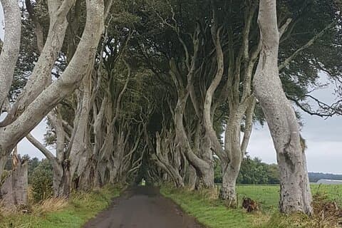 Dark hedges