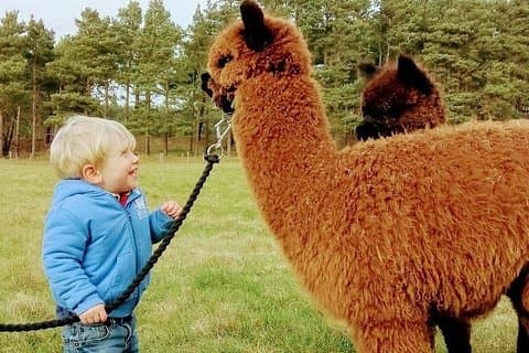 Highland Cows, Walk Alpacas, Scottish Wildlife Centre and Kelpies