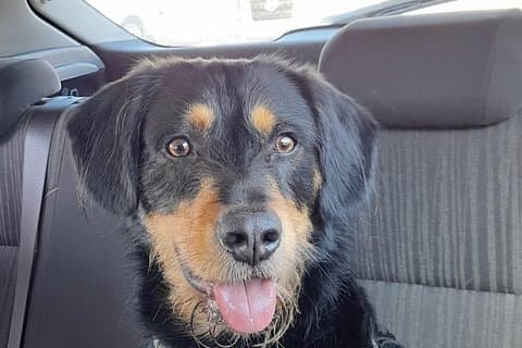Private Dog Walk Tour in Edinburgh