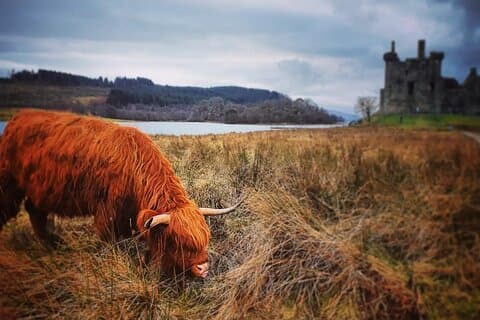 A Highland Cow at Kilchurn Castle