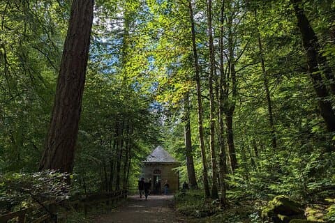 Giant Douglas Firs