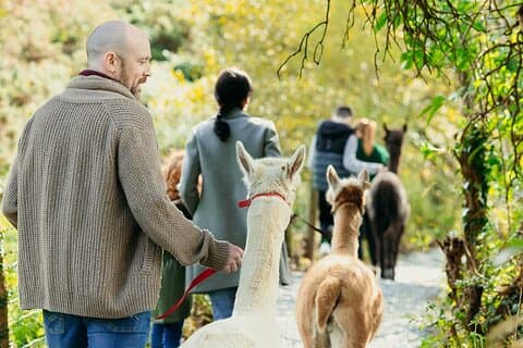 Alpaca Trekking Northern Ireland