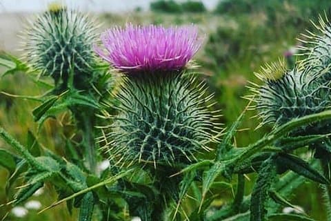 Scottish Thistle