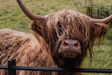 Don’t miss the chance to feed the adorable Highland Coos during your private tour.