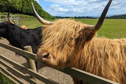 Highland Coo