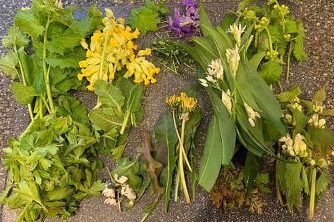 Examples of foraged wildflowers / plants