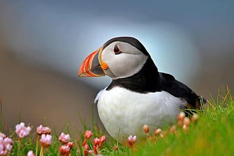 Puffins in Scotland on a trip from Edinburgh