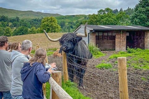 Highland Cows