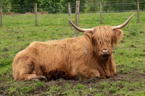 the Highland cows experience tour Scotland