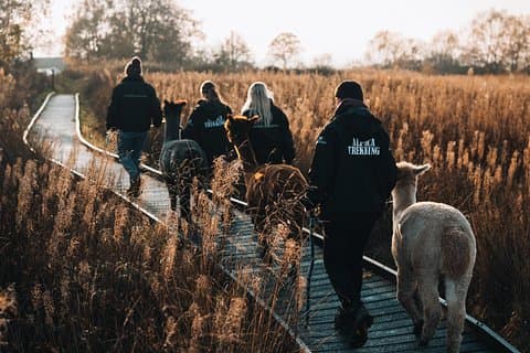 Alpaca & Donkey Trekking Experience at Wetley Moor Common