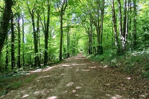 Walking beautiful trails in summer