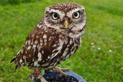 Bespoke Full Day Falconry and Giants Causeway Tour from Belfast