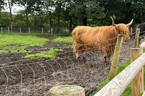 Kilmahog Highland Cows