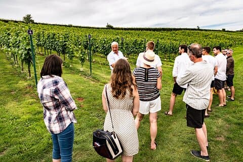 Vineyard Tour