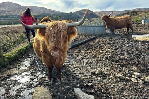 Highland cows