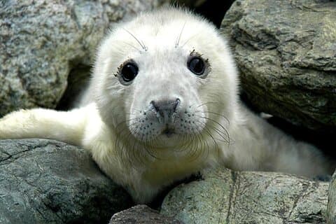 Seal pup