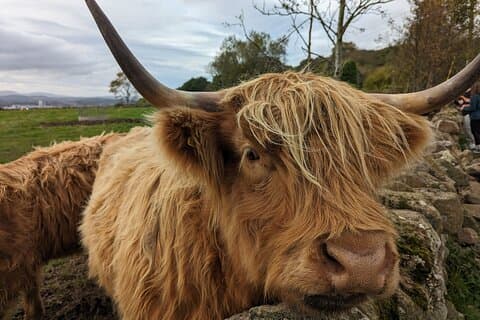 Ginger Heilan Coo