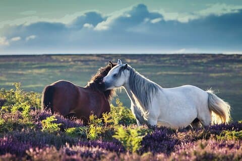Pause to admire Dartmoor’s native ponies, roaming gracefully across their moorland home