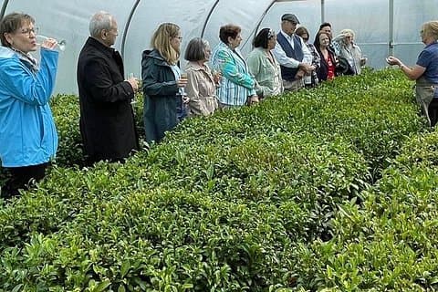 Tea Garden