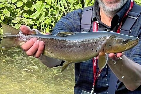 Chiltern Fly Fishing Safari on the River Chess