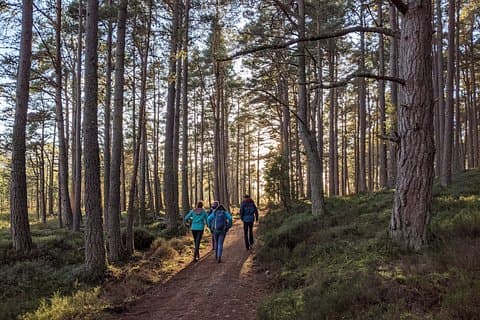 Loch Garten and Loch Mallchie - Two Trails Walk