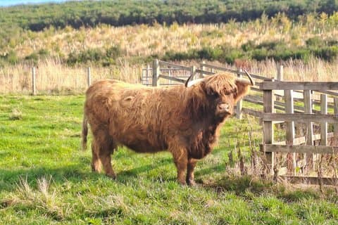 Highland Cow