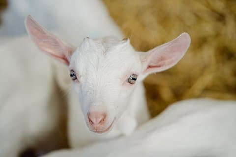 Kidding Tour at Errington Barn Meet the Newborn Goats