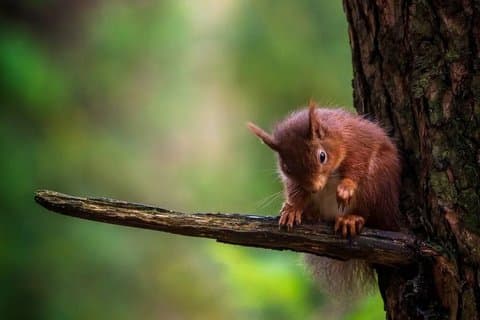 Private Tour: Trossachs and Scotland's Atlantic Rainforest