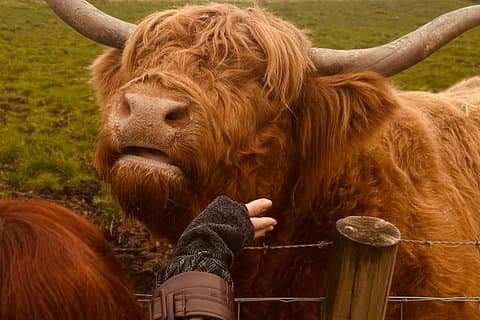Private Tour: Loch Ness, Glencoe & Scottish Highlands