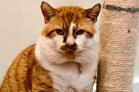 Cat Cafe Lounge Session in London