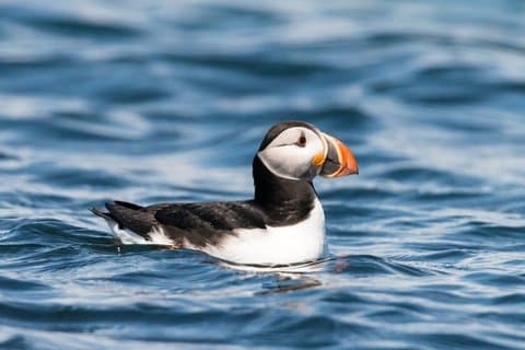 Bird Watching Cruise Along the Jurassic Coast
