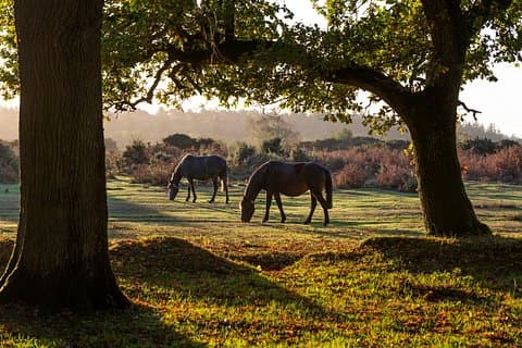 New Forest & Salisbury Cathedral Private Shore Tour