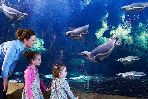 Bournemouth Oceanarium Day Ticket