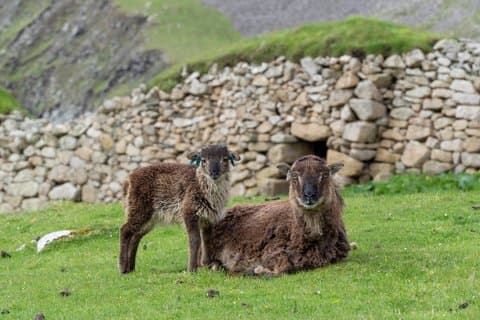 Shetland Sheepdogs & Native Breeds Private Shore Tour