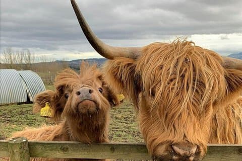 Private Tour of Highlands, Oban, Glencoe, Lochs & Castles from Glasgow