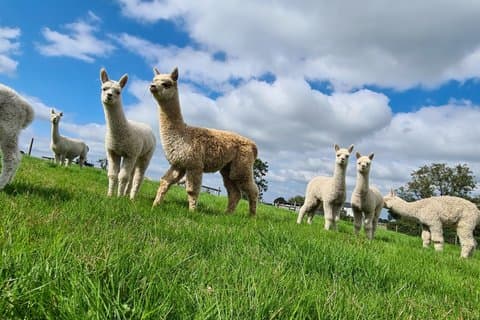 Meet Baby Alpacas Fabulous Fleecy Experience