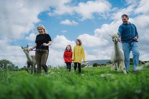 Alpaca Breeding Farm Talk n Trek with Refreshments