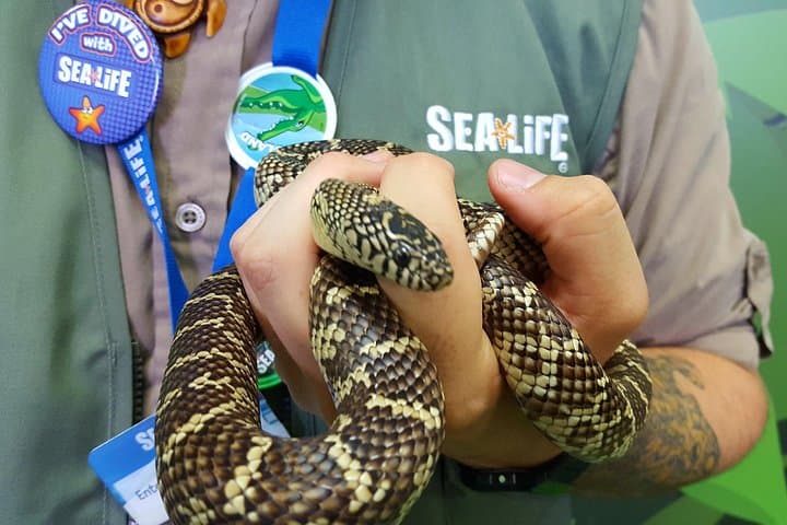Meet the Rainforest Rangers