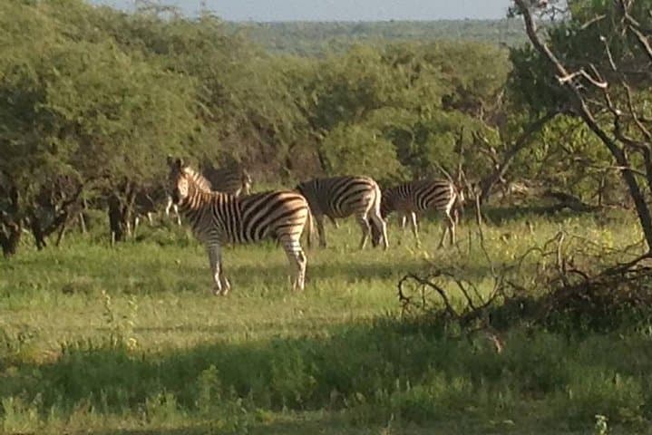 Safari