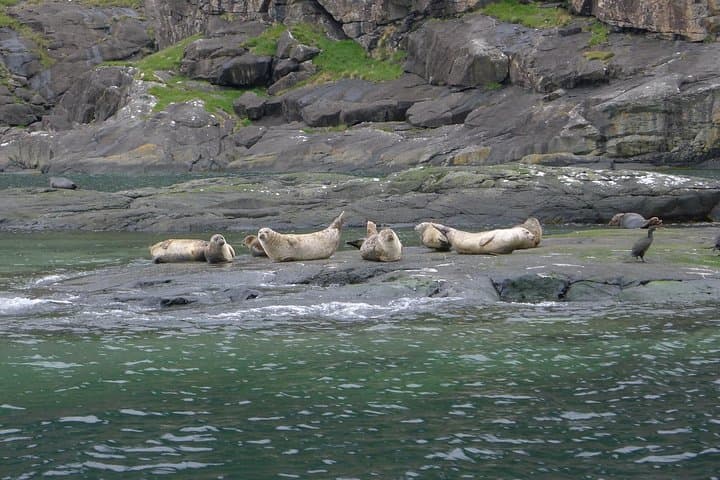 Wildlife in Skye