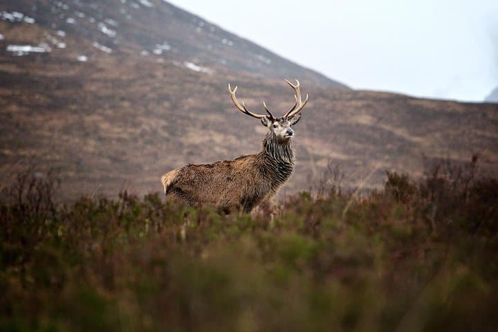 A stag in the rain in Glencoe.