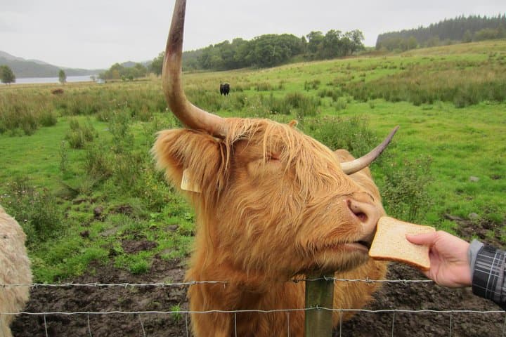 Feeding the Highland Cows