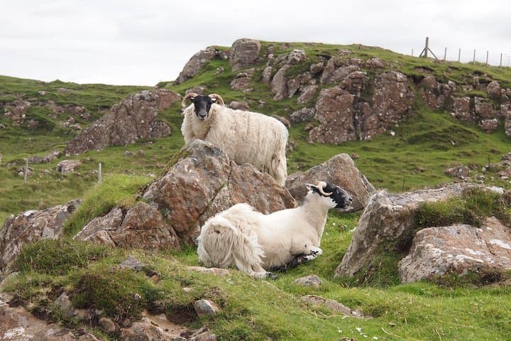 Sheep